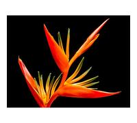 Bird Of Paradise Flower Large Canvas Wall Art Print