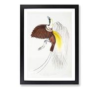 Bird of Paradise Illustration by John Edward Gray Framed Print | A2 Black Framed Wall Art | Ready to Hang | Modern Nature Picture | Living Room Bedroom Lounge Office