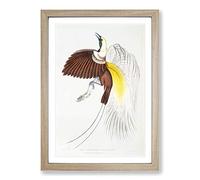 Bird of Paradise Illustration by John Edward Gray Framed Print | A2 Oak Framed Wall Art | Ready to Hang | Modern Nature Picture | Living Room Bedroom Lounge Office