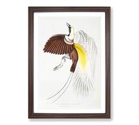 Bird of Paradise Illustration by John Edward Gray Framed Print | A2 Walnut Framed Wall Art | Ready to Hang | Modern Nature Picture | Living Room Bedroom Lounge Office