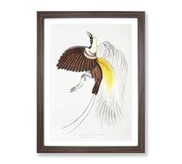 Bird Of Paradise Illustration By John Edward Gray Vintage Framed Print | A3 Walnut Framed Wall Art | Ready to Hang | Classic Nature Picture | Living Room Bedroom Lounge Office