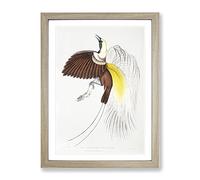 Bird Of Paradise Illustration By John Edward Gray Vintage Framed Print | A4 Oak Framed Wall Art | Ready to Hang | Classic Nature Picture | Living Room Bedroom Lounge Office