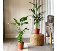 Bird of Paradise & Kentia Palm House Plant Bundle
