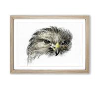 Bird of Prey by Jean Bernard Framed Print | A2 Oak Framed Wall Art | Ready to Hang | Modern Nature Picture | Living Room Bedroom Lounge Office
