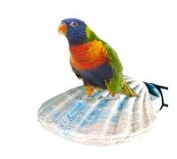 Bird Poses - Shell Toy For | Rabbits, Hamster, Squirrel | Bird Cages Accessories Molar Teeth Cleaning Platforms, Pet Play Perch Stand, Ca Accessory