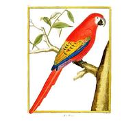Bird Red Parrot Large Wall Art Print Canvas Premium Poster