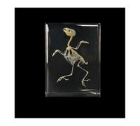 Bird Skeleton Specimen, Lifelike Bird Skeleton Nature Bone Model, Natural Birds Arts Supplies, For Science Classroom Education and gift collection