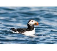 Bird Watching Cruise Along the Jurassic Coast