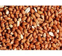 Bird Whole Peanuts - Quality Fresh Feed for Wild Birds Garden (10KG)