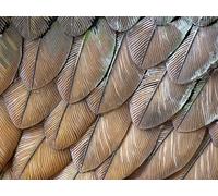 Birds and Boeings: The Magic of Flight