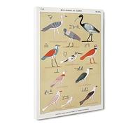 Birds By Jean Francois Champollion Canvas Print | Gallery Wrapped 30mm Frame Wall Art | 24x16 inches | Ready to Hang | Retro Bird Picture | Living Room Bedroom Lounge Office