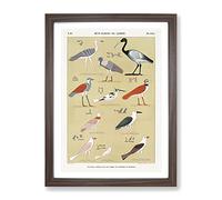 Birds By Jean Francois Champollion Vintage Framed Print | A2 Walnut Framed Wall Art | Ready to Hang | Classic Nature Picture | Living Room Bedroom Lounge Office