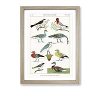 Birds & Ducks By Jean Francois Champollion Vintage Framed Wall Art Print, Ready to Hang Picture for Living Room Bedroom Home Office Décor, Oak A4 (34 x 25 cm)