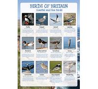 Birds of Britain Poster - Coastal and Sea Birds - Paper Laminated
