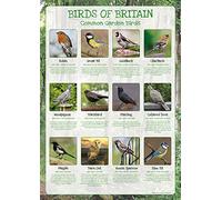Birds of Britain Poster - Common Garden Birds - Paper Laminated - Size A0-119 x 84cm (Approx)