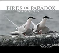 Birds of Paradox: The Life of Terns