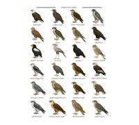 Birds of Prey Educational Wall Art Print, 20 Species Illustration (A3)