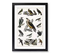 Birds of Prey XX by Oliver Goldsmith Framed Print | A2 Black Framed Wall Art | Ready to Hang | Modern Nature Picture | Living Room Bedroom Lounge Office
