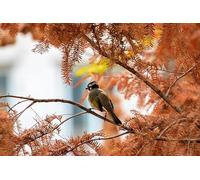 Birds on the branches-6000-Piece Puzzle: Impossible Challenges, Indoor Brain Teaser Puzzle Game 14 years+