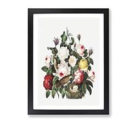 Birds & Roses By Robert John Thornton Vintage Framed Print | A2 Black Framed Wall Art | Ready to Hang | Classic Nature Picture | Living Room Bedroom Lounge Office