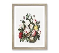 Birds & Roses By Robert John Thornton Vintage Framed Print | A2 Oak Framed Wall Art | Ready to Hang | Classic Nature Picture | Living Room Bedroom Lounge Office