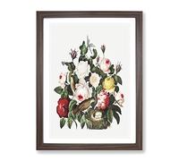 Birds & Roses By Robert John Thornton Vintage Framed Print | A4 Walnut Framed Wall Art | Ready to Hang | Classic Nature Picture | Living Room Bedroom Lounge Office