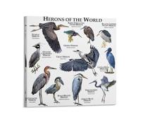Birds Zoology Poster Herons Of The World Poster Decorative Painting Canvas Wall Posters And Art Picture Print Modern Family Bedroom Decor Posters 24x24inch(60x60cm)