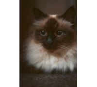 Birman Cat Love paperback note book 6 x 9" 120 lined pages: Beautiful cover of a beloved seal point Birman ready for cuddles and brushing