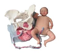 Birth Midwifery Training Model Simulator, Childbirth Demonstration Pelvic Model, Fetus/Umbilical Cord/Placenta-Childbirth Simulator, for Obstetrics Gynecology Patient Communication & Education.