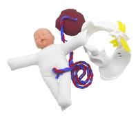 Birth Simulator, Human Female Pelvis Model Childbirth, Mini Female Pelvis