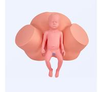 Birth Simulator Life Size Teaching Model for Nursing Medical Training with Anatomical Landmarks and Standard Size Baby Model