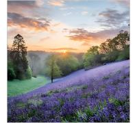 Birthday/Blank Greeting Card For Him/Her - Male/Female - Bluebells in West Dorset - BBC Countryfile Range - General Card Suitable for Any Occasion - Made in the UK - Eco-Friendly