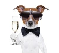 Birthday/Blank Greeting Card For Him/Her - Male/Female - Cute Photographic Funimals Mischievous Pets - General Card Suitable for Any Occasion - Made in the UK - Eco-Friendly (Cool Dog with Drink)