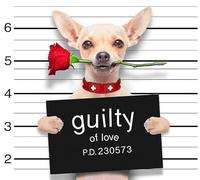 Birthday/Blank Greeting Card For Him/Her - Male/Female - Cute Photographic Funimals Mischievous Pets - General Card Suitable for Any Occasion - Made in the UK - Eco-Friendly (Guilty of Love Dog)