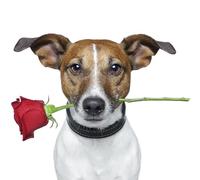 Birthday/Blank Greeting Card For Him/Her - Male/Female - Cute Photographic Funimals Mischievous Pets - General Card Suitable for Any Occasion - Made in the UK - Eco-Friendly (Love Struck Dog)