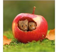Birthday/Blank Greeting Card For Him/Her - Male/Female - Harvest Mice - BBC Springwatch - General Card Suitable for Any Occasion - Made in the UK - Eco-Friendly