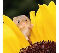 Birthday/Blank Greeting Card For Him/Her - Male/Female - Harvest Mouse and Sunflower - Photographic Design - General Card Suitable for Birthday and Other Occasions - Made in the UK - Eco-Friendly