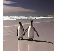 Birthday/Blank Greeting Card For Him/Her - Male/Female - Photographic Penguin Design - General Card Suitable for Any Occasion - Made in the UK - Eco-Friendly