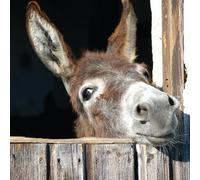 Birthday/Blank Greeting Card For Him/Her - Male/Female - Photographic Wildlife Snapshot Design - General Card Suitable for Any Occasion - Made in the UK - Eco-Friendly (Donkey in Stable)