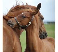 Birthday/Blank Greeting Card For Him/Her - Male/Female - Photographic Wildlife Snapshot Design - General Card Suitable for Any Occasion - Made in the UK - Eco-Friendly (Pair of Horses)
