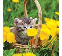 Birthday/Blank Greeting Card For Him/Her - Male/Female - Photographic Wildlife Snapshot Design - General Card Suitable for Any Occasion - Made in the UK - Eco-Friendly (Kitten in Basket)
