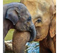 Birthday/Blank Greeting Card For Him/Her - Male/Female - Photographic Wildlife Snapshot Design - General Card Suitable for Any Occasion - Made in the UK - Eco-Friendly (Elephant Herd)