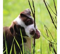 Birthday/Blank Greeting Card For Him/Her - Male/Female - Photographic Wildlife Snapshot Design - General Card Suitable for Any Occasion - Made in the UK - Eco-Friendly (Dog in the Wild)