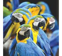 Birthday/Blank Greeting Card For Him/Her - Male/Female - Photographic Wildlife Snapshot Design - General Card Suitable for Any Occasion - Made in the UK - Eco-Friendly (Flock of Parrots)