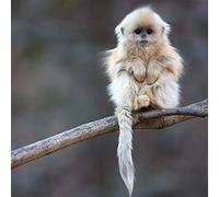 Birthday/Blank Greeting Card For Him/Her - Male/Female - 'Tiny Warm-Up' Little Monkey - General Card Suitable for Birthday and Other Occasions - Made in the UK - Eco-Friendly