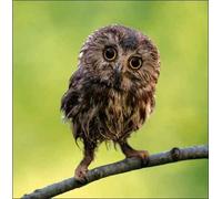 Birthday/Blank Photographic RSPB Card (WDM2692) Northern Saw-Whet Baby Owl