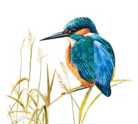 Birthday Card - Greeting Card - CS Kingfisher - Kingfisher Motif - Includes Envelope - Flamingo
