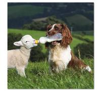 Birthday/Greetings Card - Wildlife - Sheepdog & Lamb