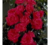 Birthday Wishes Rose in 5.5L Pot - Bright Orange-Red Flowering Rose Bush Gift - No Container