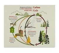 BIRXPMOS The Carbon Cycle Science Education Poster Environmental Biology Ecosystem Sign Wall-Art for Classroom(Unframed,08x12inch(20x30cm))